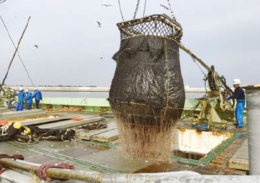 気仙沼港での水揚げの様子
