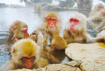 地獄谷野猿公苑温泉に浸かる野生の猿