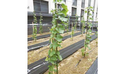 ensemble - Ur ban Vineyard Kanda - Nishikicho