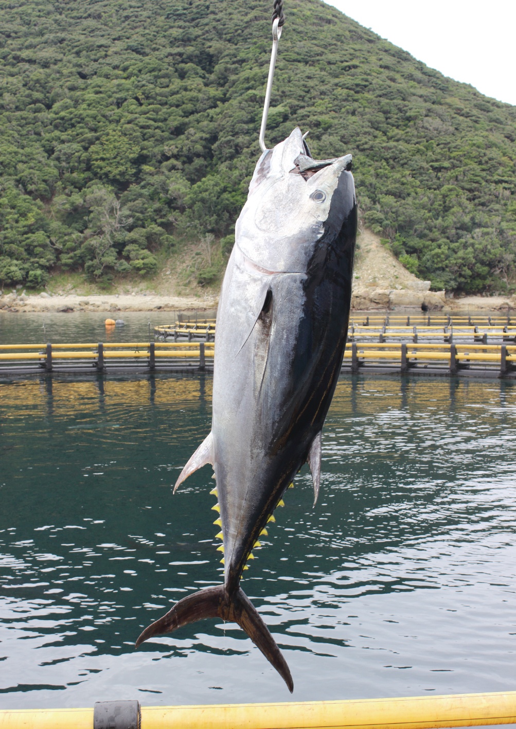 育てる 水産特集 豊田通商 持続可能なクロマグロ完全養殖事業 特集 日本貿易会月報オンライン